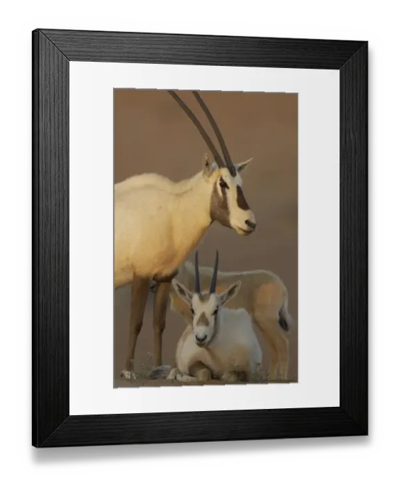 Framed Print : Arabian oryx (Oryx leucoryx) family, Dubai Desert Conservation Reserve, Dubai, UAE Framed Print : Arabian oryx (Oryx leucoryx) family, Dubai Desert Conservation Reserve, Dubai, UAE