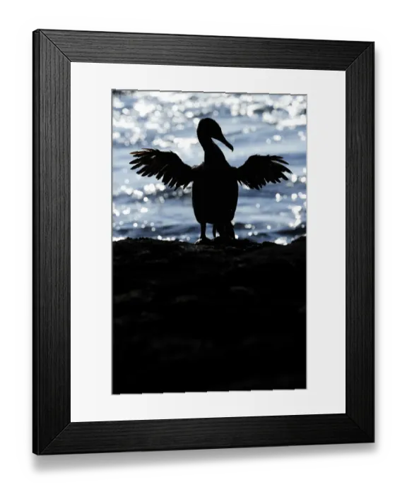 Framed Print : Galapagos / Flightless Cormorant (Phalacrocorax / Nannopterum harrisi) spreading its wings to dry Framed Print : Galapagos / Flightless Cormorant (Phalacrocorax / Nannopterum harrisi) spreading its wings to dry