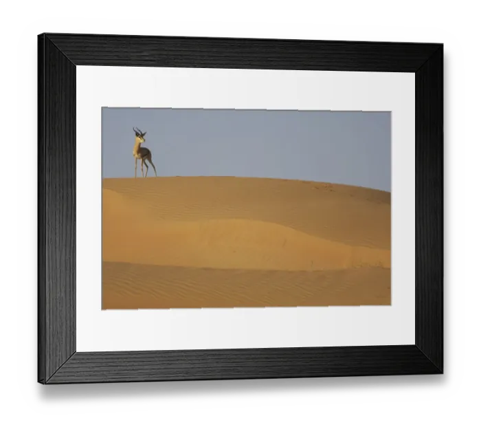 Framed Print : Mountain gazelle (Gazella gazella) standing on sand dune, Dubai Desert Conservation Reserve Framed Print : Mountain gazelle (Gazella gazella) standing on sand dune, Dubai Desert Conservation Reserve