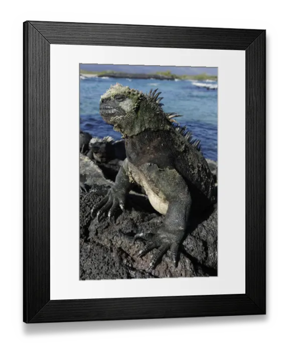 Framed Print : Marine Iguana (Amblyrhynchus cristatus) basking on volcanic rock. Fernandina Island Framed Print : Marine Iguana (Amblyrhynchus cristatus) basking on volcanic rock. Fernandina Island
