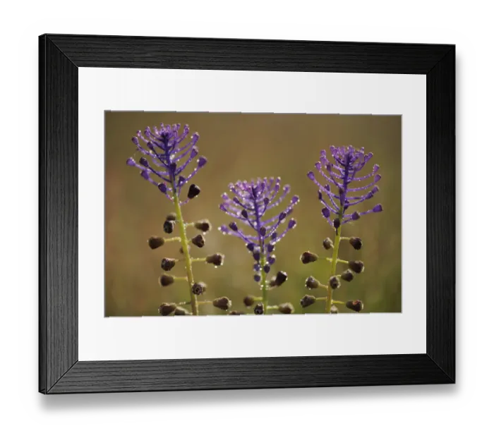 Framed Print : Tassel hyacinth (Muscari comosum) Campanarios de Azaiba Nature Reserve, Salamanca Region Framed Print : Tassel hyacinth (Muscari comosum) Campanarios de Azaiba Nature Reserve, Salamanca Region
