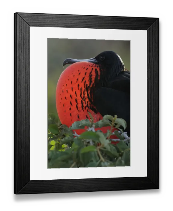 Framed Print : Magnificent Frigate (Fregata magnificens) male displaying by inflating his throat pouch Framed Print : Magnificent Frigate (Fregata magnificens) male displaying by inflating his throat pouch