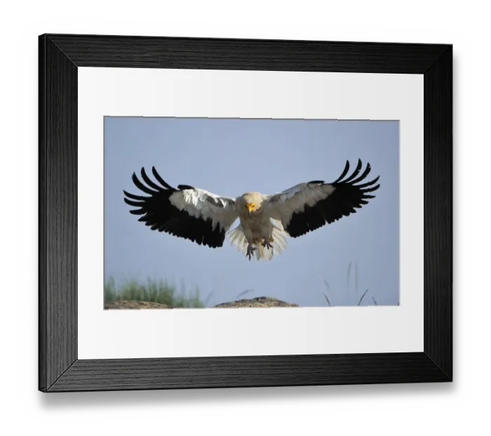 Framed Print : Egyptian vulture (Neophron percnopterus) landing, Faia Brava Reserve, Coa valley Framed Print : Egyptian vulture (Neophron percnopterus) landing, Faia Brava Reserve, Coa valley