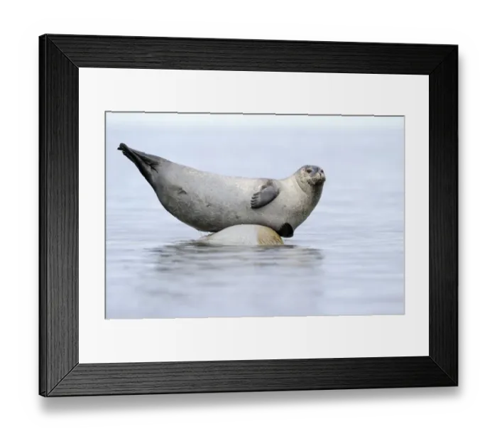 Framed Print : RF- Ringed seal (Pusa hispida) hauled out on rock, Svalbard, Norway Framed Print : RF- Ringed seal (Pusa hispida) hauled out on rock, Svalbard, Norway