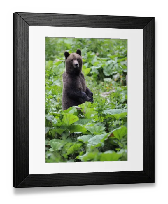 Framed Print : Eurasian brown bear (Ursus arctos arctos) at a bear watching site in Sinca Noua Framed Print : Eurasian brown bear (Ursus arctos arctos) at a bear watching site in Sinca Noua