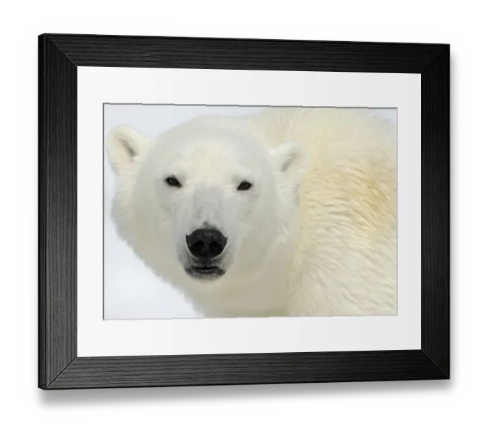Framed Print : Polar Bear (Ursus maritimus) head portrait, Svalbard, Norway
