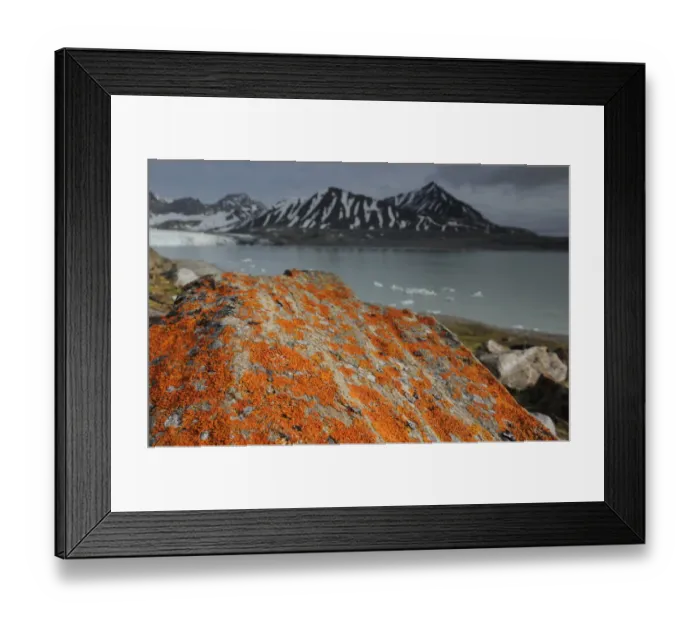 Framed Print : Lichen (Xanthoria sp) growing on rocks by coastline, Svalbard, Norway Framed Print : Lichen (Xanthoria sp) growing on rocks by coastline, Svalbard, Norway