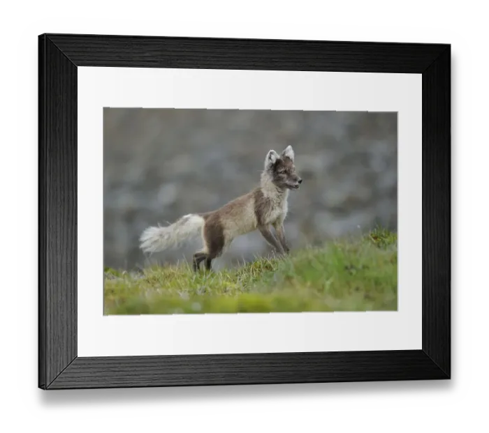 Framed Print : Arctic fox (Alopex lagopus) looking alert, Svalbard, Norway, July Framed Print : Arctic fox (Alopex lagopus) looking alert, Svalbard, Norway, July