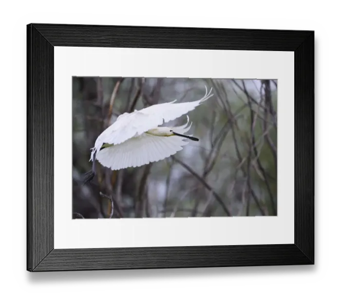 Framed Print : White Spoonbill (Platalea leucorodia) in flight, Danube delta rewilding area, Romania May Framed Print : White Spoonbill (Platalea leucorodia) in flight, Danube delta rewilding area, Romania May