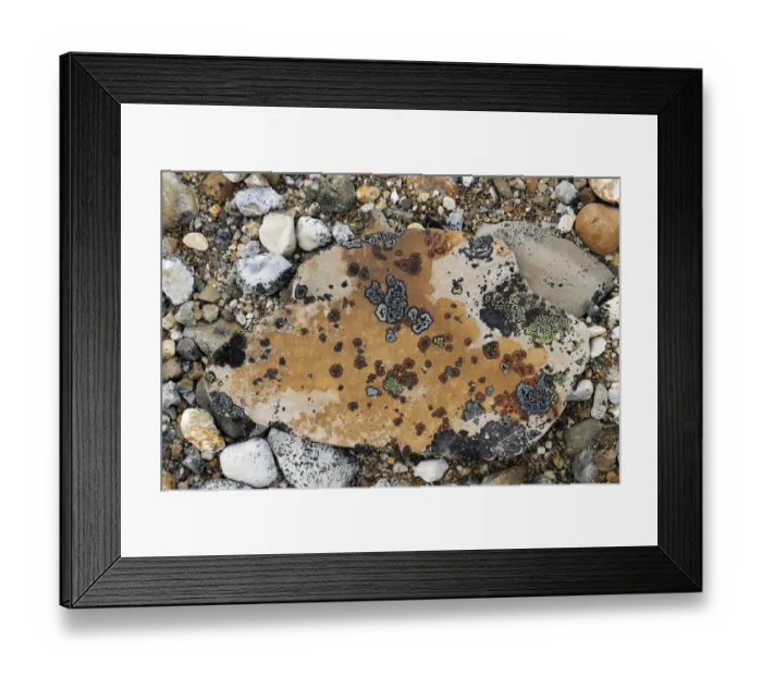 Framed Print : Lichen on rocks on ground, Svalbard, Norway Framed Print : Lichen on rocks on ground, Svalbard, Norway