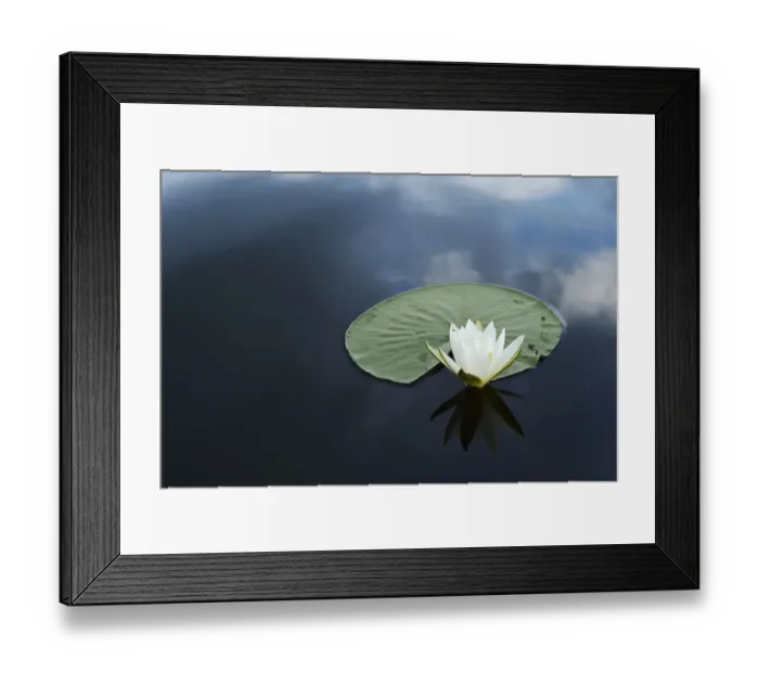 Framed Print : RF- White water lily (Nymphaea alba) on calm water, Danube delta rewilding area, Romania Framed Print : RF- White water lily (Nymphaea alba) on calm water, Danube delta rewilding area, Romania