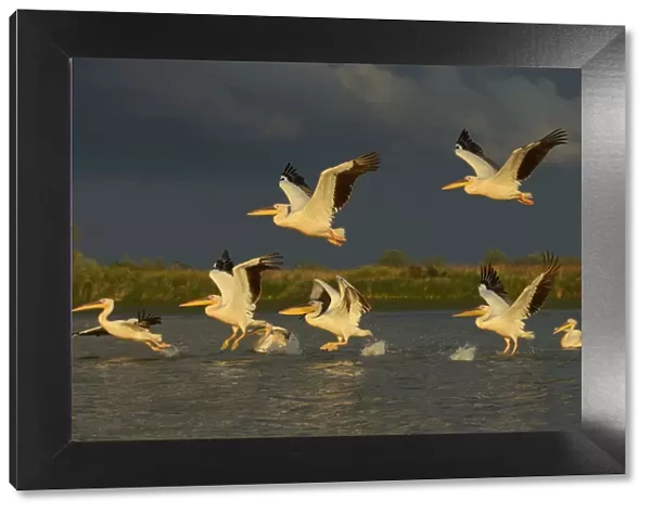 RF- Eastern white pelicans (Pelecanus onocrotalus) taking off from water, Danube