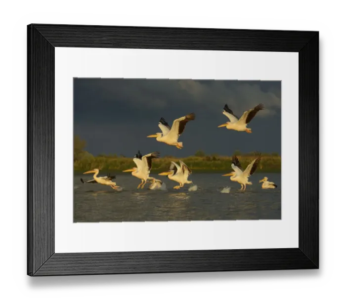 Framed Print : RF- Eastern white pelicans (Pelecanus onocrotalus) taking off from water, Danube Framed Print : RF- Eastern white pelicans (Pelecanus onocrotalus) taking off from water, Danube