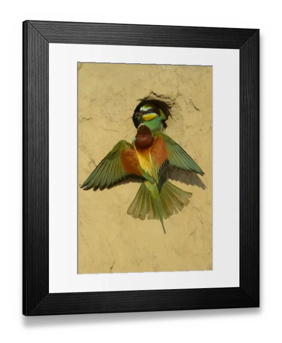 Framed Print : European bee eater (Merops apiaster) pair at nest at breeding site, Danube delta rewilding area