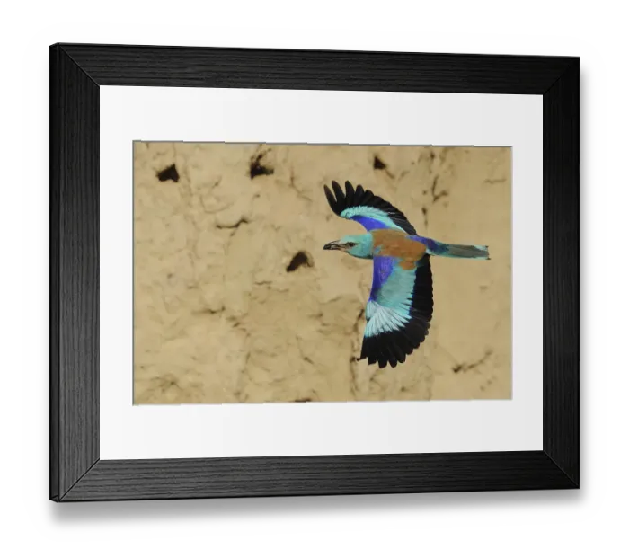 Framed Print : Common roller (Coriacias garrulus) in flight with nesting colony behind, Danube delta Framed Print : Common roller (Coriacias garrulus) in flight with nesting colony behind, Danube delta