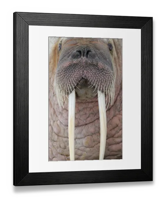 Framed Print : RF- Walrus (Odobenus rosmaris) close up head portrait, Svalbard, Norway Framed Print : RF- Walrus (Odobenus rosmaris) close up head portrait, Svalbard, Norway