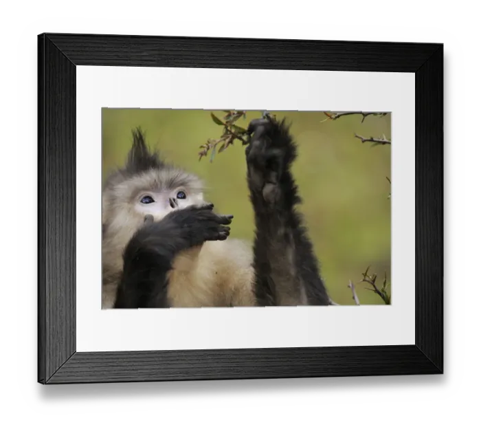 Framed Print : Female Yunnan Snub-nosed monkey (Rhinopithecus bieti) feeding, Tacheng Yunnan snub-nosed Framed Print : Female Yunnan Snub-nosed monkey (Rhinopithecus bieti) feeding, Tacheng Yunnan snub-nosed