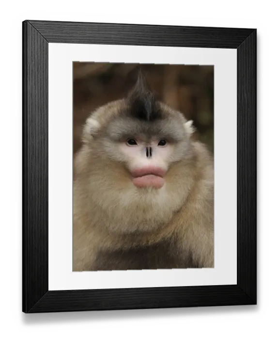 Framed Print : Yunnan Snub-nosed monkey, (Rhinopithecus bieti) portrait, Ta Chen NP, Yunnan province Framed Print : Yunnan Snub-nosed monkey, (Rhinopithecus bieti) portrait, Ta Chen NP, Yunnan province