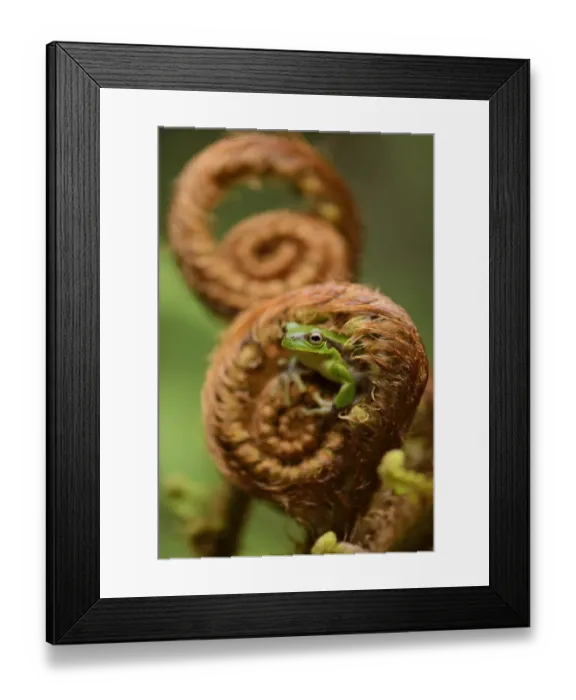 Framed Print : Gaoligongshan Tree Frog (Polypedates  /  Rhacophorus gongshanensis) in fern (Cibotium