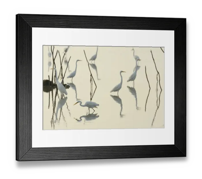 Framed Print : Great white egrets (Casmerodius albus) reflected in Pulicat Lake, Tamil Nadu, India, January 2013 Framed Print : Great white egrets (Casmerodius albus) reflected in Pulicat Lake, Tamil Nadu, India, January 2013
