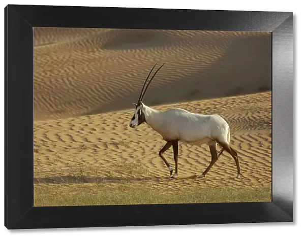 RF- Arabian Oryx (Oryx leucoryx) Dubai Desert Conservation Reserve, Dubai, UAE