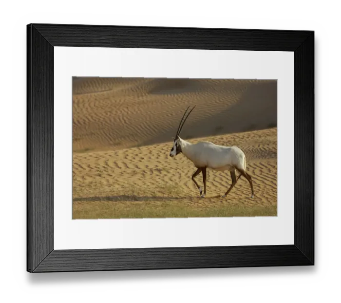 Framed Print : RF- Arabian Oryx (Oryx leucoryx) Dubai Desert Conservation Reserve, Dubai, UAE Framed Print : RF- Arabian Oryx (Oryx leucoryx) Dubai Desert Conservation Reserve, Dubai, UAE