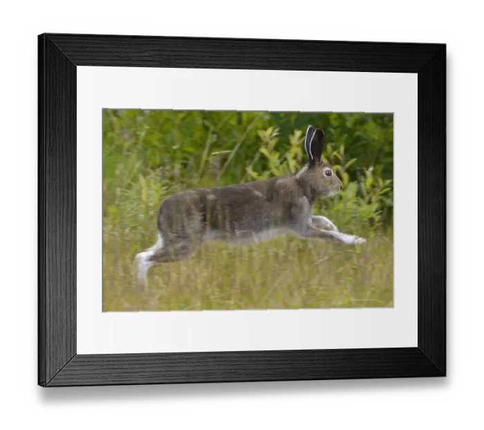 Framed Print : Mountain hare (Lepus timidus) running, Stora Sjofallet National Park, Greater Laponia Framed Print : Mountain hare (Lepus timidus) running, Stora Sjofallet National Park, Greater Laponia