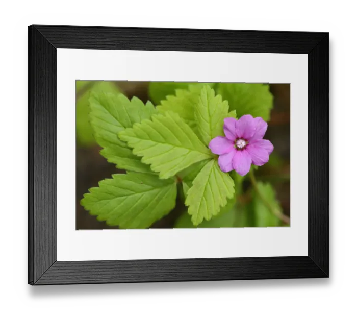 Framed Print : Arctic raspberry (Rubus arcticus) in flower, Padjelanta National Park, Kvikkjokk Framed Print : Arctic raspberry (Rubus arcticus) in flower, Padjelanta National Park, Kvikkjokk