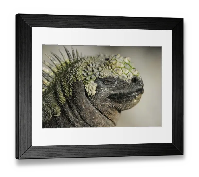 Framed Print : RF- Marine Iguana (Amblyrhynchus cristatus) head portrait, Fernandina island, Galapagos, Ecuador Framed Print : RF- Marine Iguana (Amblyrhynchus cristatus) head portrait, Fernandina island, Galapagos, Ecuador