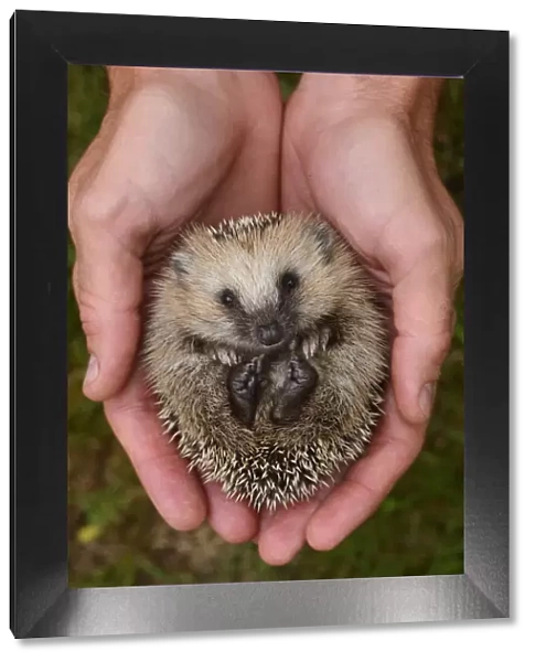 European hedgehog (Erinaceus europaeus) hand reared orphan held in human hands, Jarfalla, Sweden