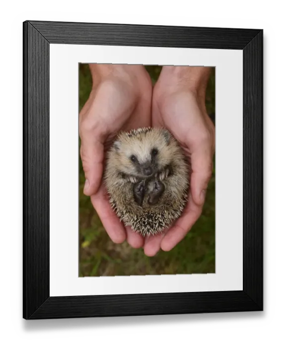 Framed Print : European hedgehog (Erinaceus europaeus) hand reared orphan held in human hands, Jarfalla, Sweden Framed Print : European hedgehog (Erinaceus europaeus) hand reared orphan held in human hands, Jarfalla, Sweden