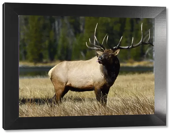 American elk (Cervus elaphus canadensis) stag sticking tongue out, Yellowstone National Park
