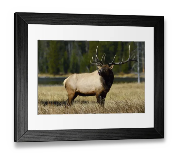 Framed Print : American elk (Cervus elaphus canadensis) stag sticking tongue out, Yellowstone National Park Framed Print : American elk (Cervus elaphus canadensis) stag sticking tongue out, Yellowstone National Park