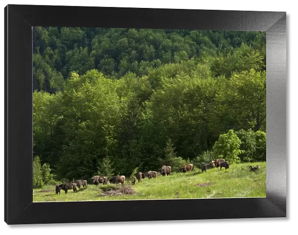 European bison  /  Wisent (Bison bonasus) herd released into the Tarcu mountains nature reserve