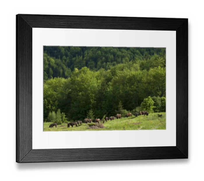 Framed Print : European bison / Wisent (Bison bonasus) herd released into the Tarcu mountains nature reserve Framed Print : European bison / Wisent (Bison bonasus) herd released into the Tarcu mountains nature reserve