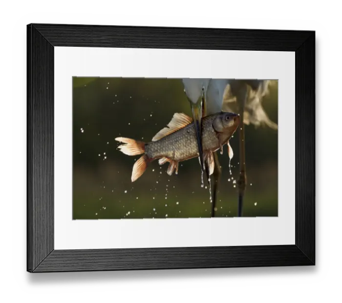 Framed Print : Great white egret (Egretta alba or Ardea alba) catching cyprionid fish or carp in fish farm Framed Print : Great white egret (Egretta alba or Ardea alba) catching cyprionid fish or carp in fish farm