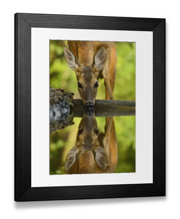 Framed Print : Roe deer (Capreolus capreolus) drinking, Pusztaszer protected landscape, Kiskunsagi, Hungary, May Framed Print : Roe deer (Capreolus capreolus) drinking, Pusztaszer protected landscape, Kiskunsagi, Hungary, May