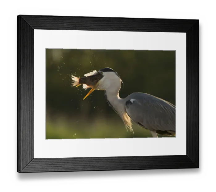 Framed Print : Grey heron (Ardea cinerea) feeding on cyprionid fish / carp species in fish farm pond Framed Print : Grey heron (Ardea cinerea) feeding on cyprionid fish / carp species in fish farm pond