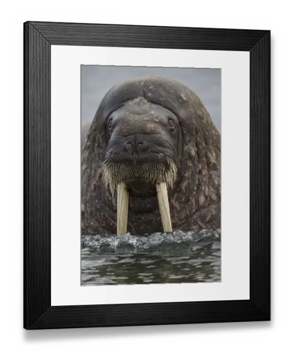 Framed Print : Atlantic Walrus (Odobenus rosmarus) at surface, Svalbard, Norway, Arctic, September Framed Print : Atlantic Walrus (Odobenus rosmarus) at surface, Svalbard, Norway, Arctic, September
