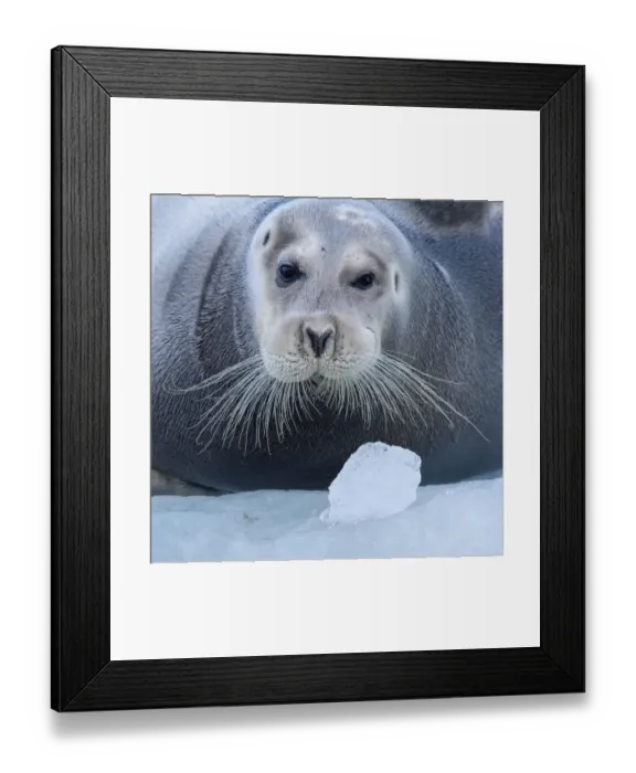 Framed Print : Bearded seal (Erignathus barbatus) hauled out on ice, Spitsbergen, Svalbard, Norway, September Framed Print : Bearded seal (Erignathus barbatus) hauled out on ice, Spitsbergen, Svalbard, Norway, September