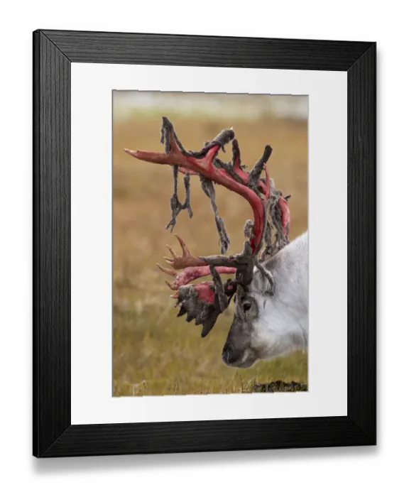 Framed Print : Svalbard reindeer (Rangifer tarandus platyrhynchus) with bloody antlers shedding velvet Framed Print : Svalbard reindeer (Rangifer tarandus platyrhynchus) with bloody antlers shedding velvet