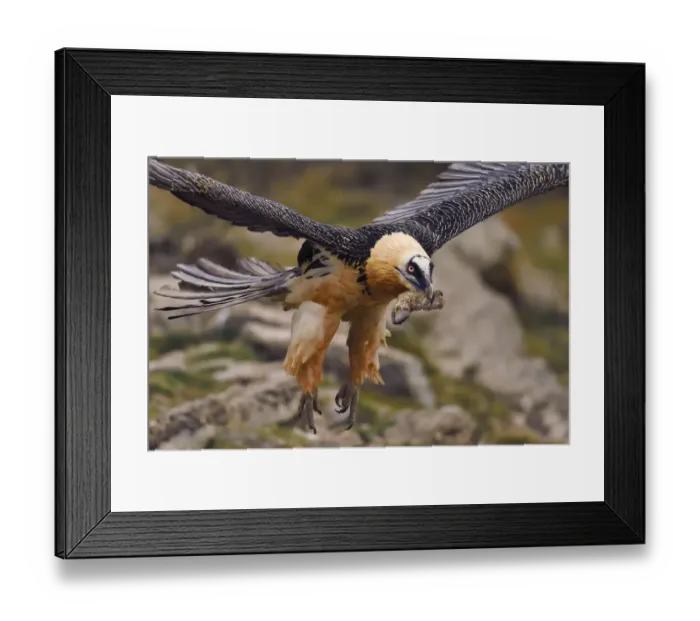 Framed Print : Lammergeier or Bearded vulture, adult, Gypaetus barbatus, at feeding site and wildlife Framed Print : Lammergeier or Bearded vulture, adult, Gypaetus barbatus, at feeding site and wildlife