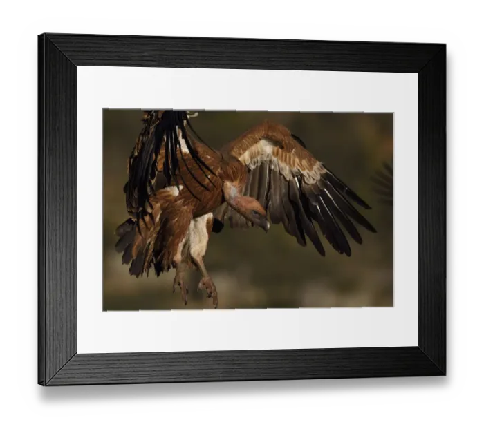 Framed Print : Eurasian Griffon vulture, Gyps fulvus, at wildlife watching and vulture feeding site Framed Print : Eurasian Griffon vulture, Gyps fulvus, at wildlife watching and vulture feeding site