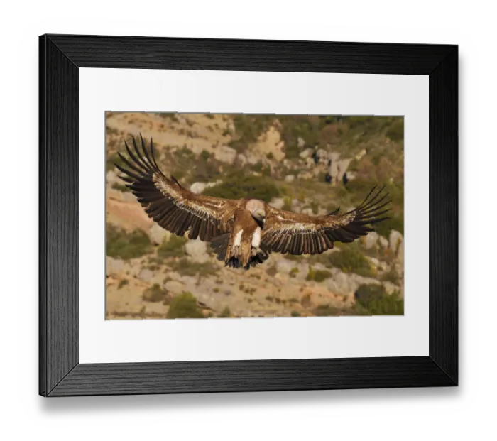 Framed Print : Eurasian Griffon vulture, Gyps fulvus, at wildlife watching and vulture feeding site Framed Print : Eurasian Griffon vulture, Gyps fulvus, at wildlife watching and vulture feeding site