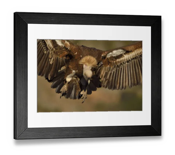 Framed Print : Eurasian Griffon vulture, Gyps fulvus, at wildlife watching and vulture feeding site Framed Print : Eurasian Griffon vulture, Gyps fulvus, at wildlife watching and vulture feeding site