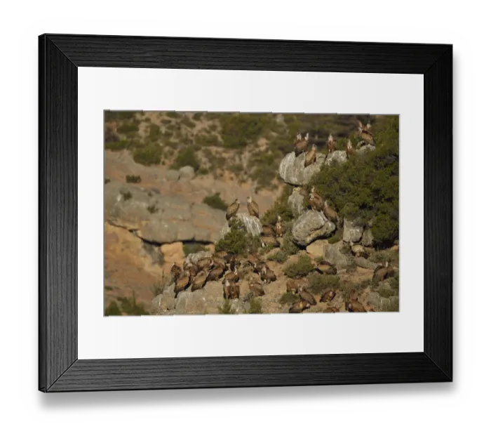 Framed Print : Eurasian Griffon vulture, Gyps fulvus, at wildlife watching and vulture feeding site Framed Print : Eurasian Griffon vulture, Gyps fulvus, at wildlife watching and vulture feeding site