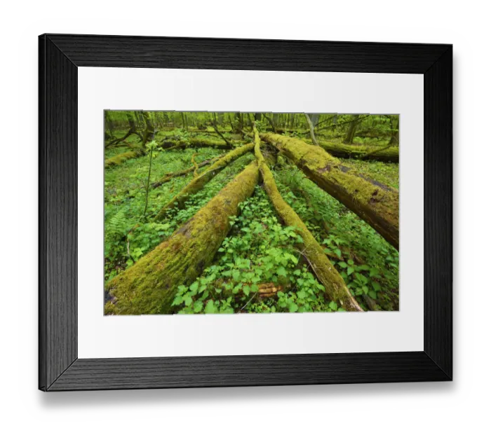 Framed Print : Moss covered fallen trees in old mixed conifer and broadleaf forest, Punia Forest Reserve Framed Print : Moss covered fallen trees in old mixed conifer and broadleaf forest, Punia Forest Reserve