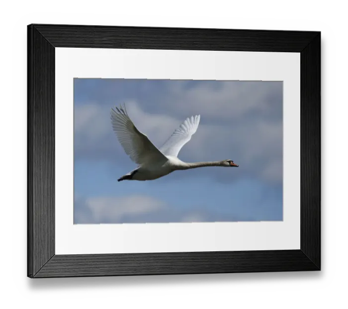 Framed Print : Mute swan (Cygnus olor) in flight, Nemunas River Delta, Lithuania, May Framed Print : Mute swan (Cygnus olor) in flight, Nemunas River Delta, Lithuania, May