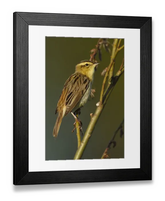 Framed Print : Aquatic warbler (Acrocephalus paludicola) Nemunas River Delta, Lithuania Framed Print : Aquatic warbler (Acrocephalus paludicola) Nemunas River Delta, Lithuania