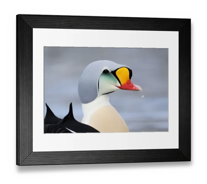 Framed Print : King eider duck (Somateria spectabilis) male, Batsfjord village harbour, Varanger Peninsula, Norway Framed Print : King eider duck (Somateria spectabilis) male, Batsfjord village harbour, Varanger Peninsula, Norway